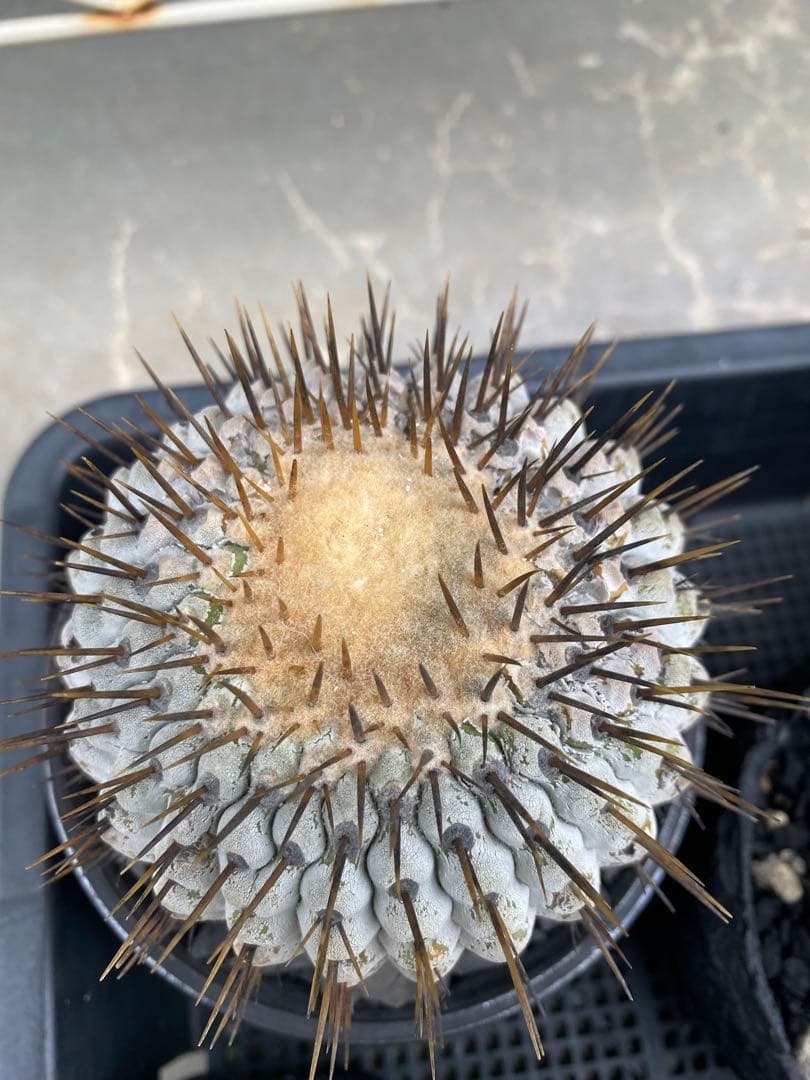 孤竜丸　現地球　激ヤバ　超真っ白肌　コレクション株　コルムナアルバ