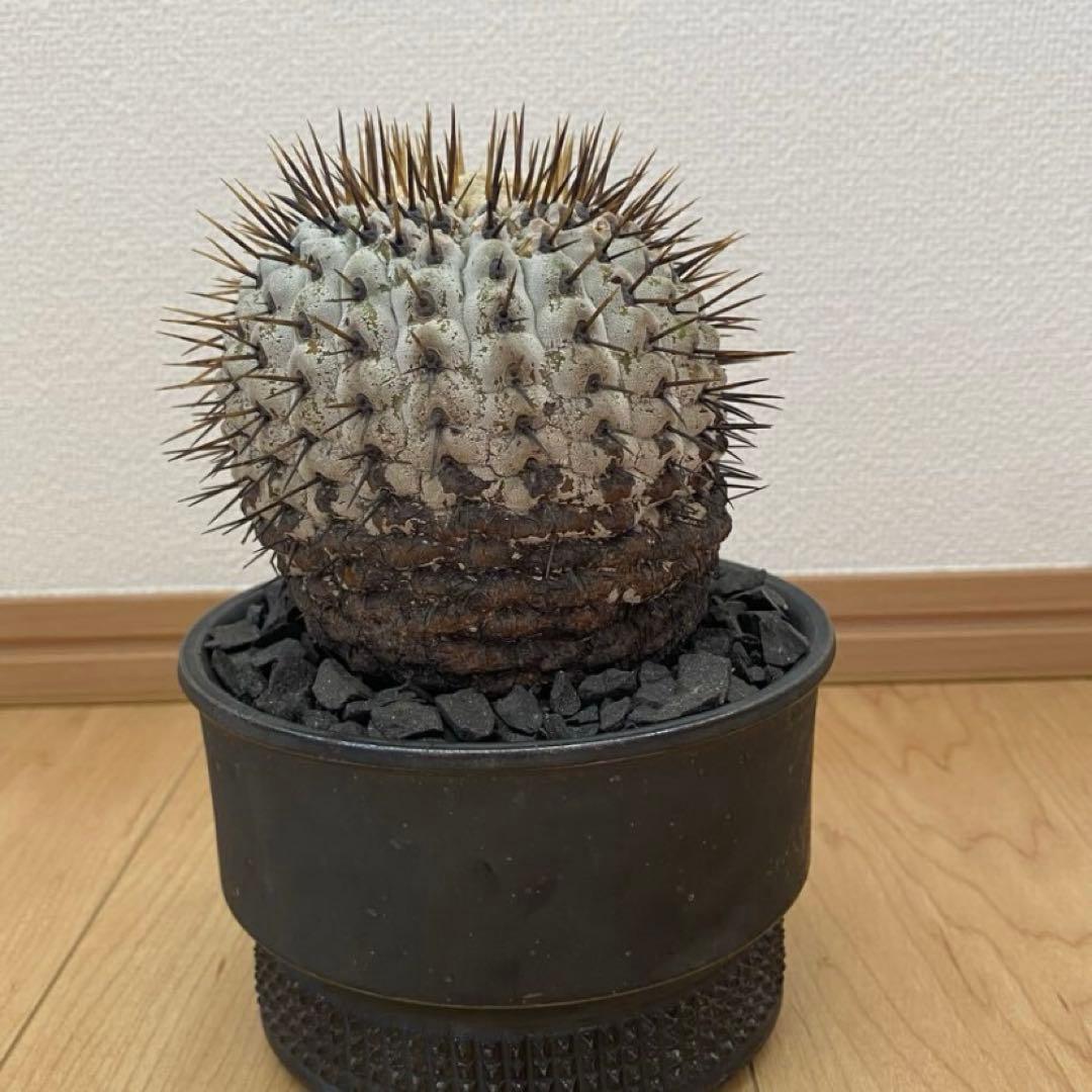 孤竜丸　現地球　激ヤバ　超真っ白肌　コレクション株　コルムナアルバ