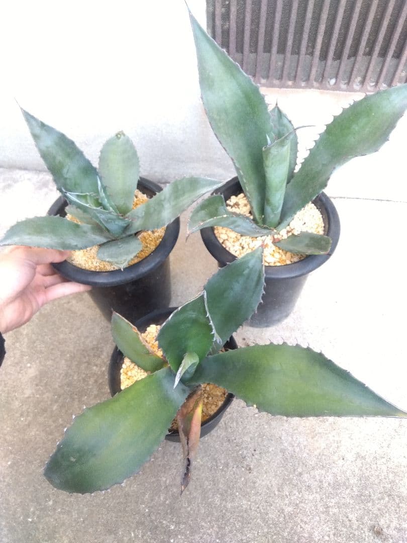 アガベ　アトロビレンス　ミラビリス　カキコ　3株セット❗　き