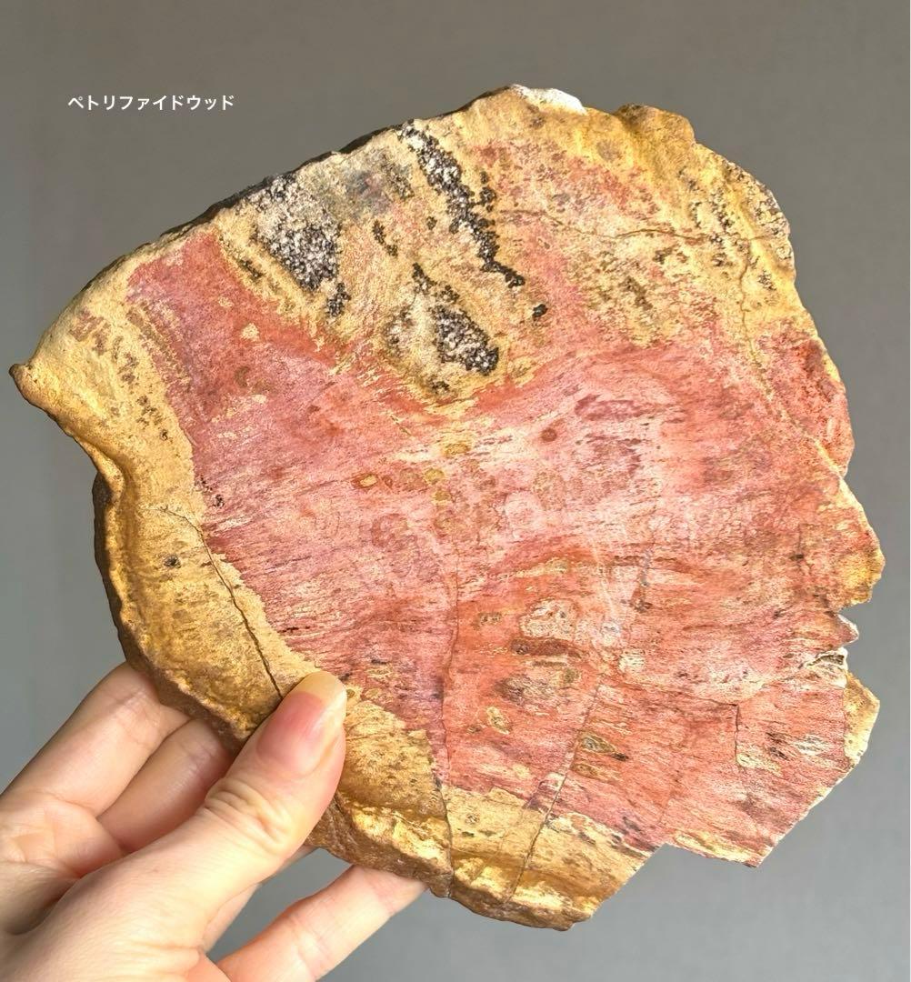 高品質　ピンクレッド　ペトリファイドウッド　BIGプレート　珪化木