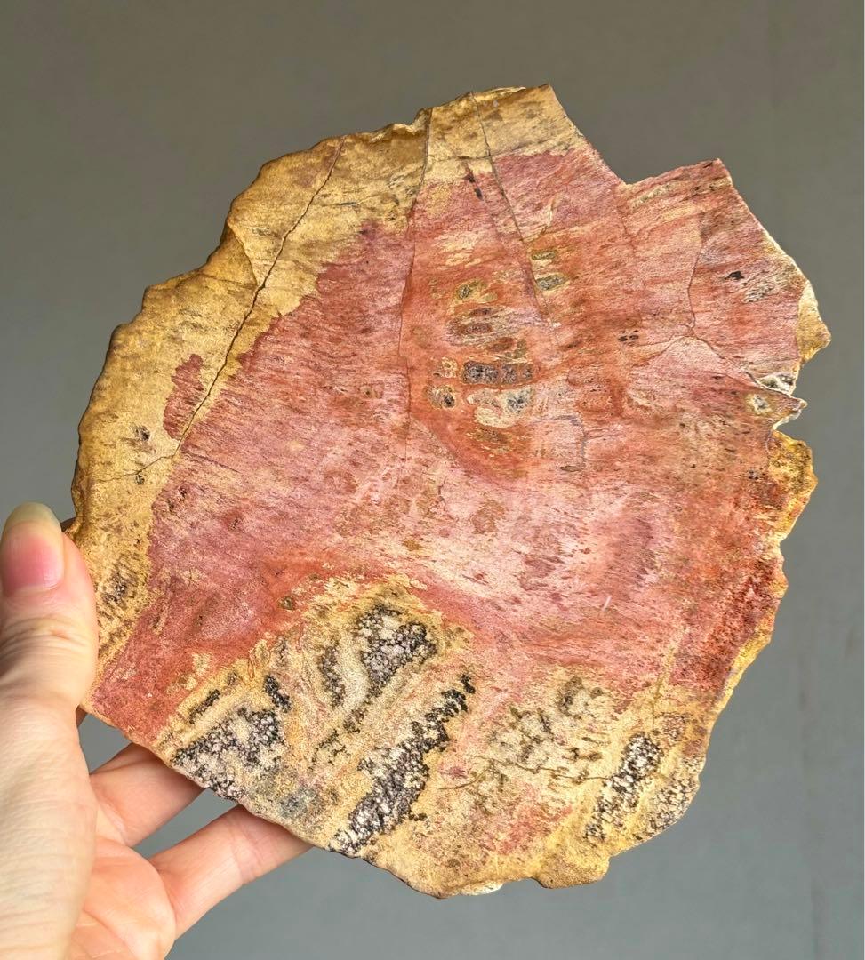 高品質　ピンクレッド　ペトリファイドウッド　BIGプレート　珪化木