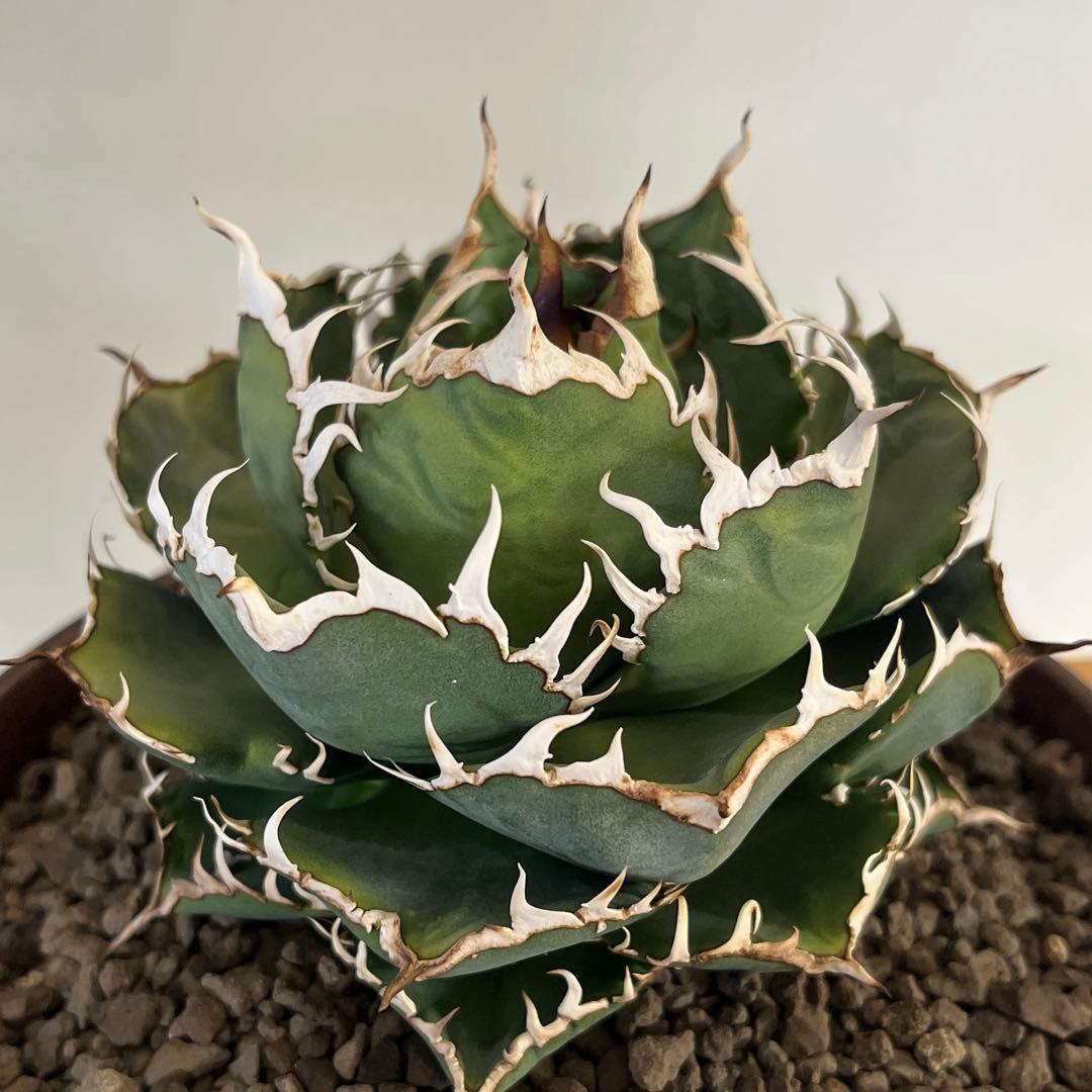 厳選株アガベチタノタフィリグリー　現品鉢ごと発送