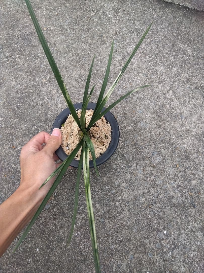 万年青　おもと　関白　斑入り　4号陶器鉢つき　⑥