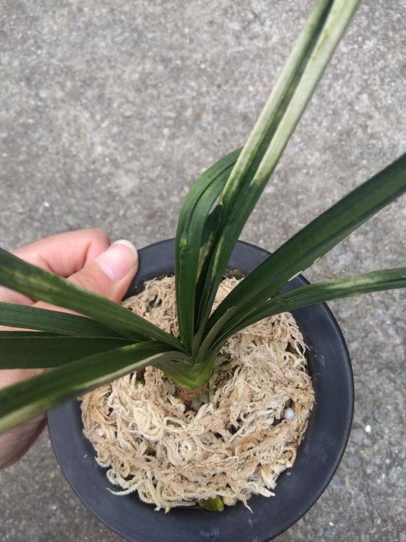 万年青　おもと　関白　斑入り　4号陶器鉢つき　⑥