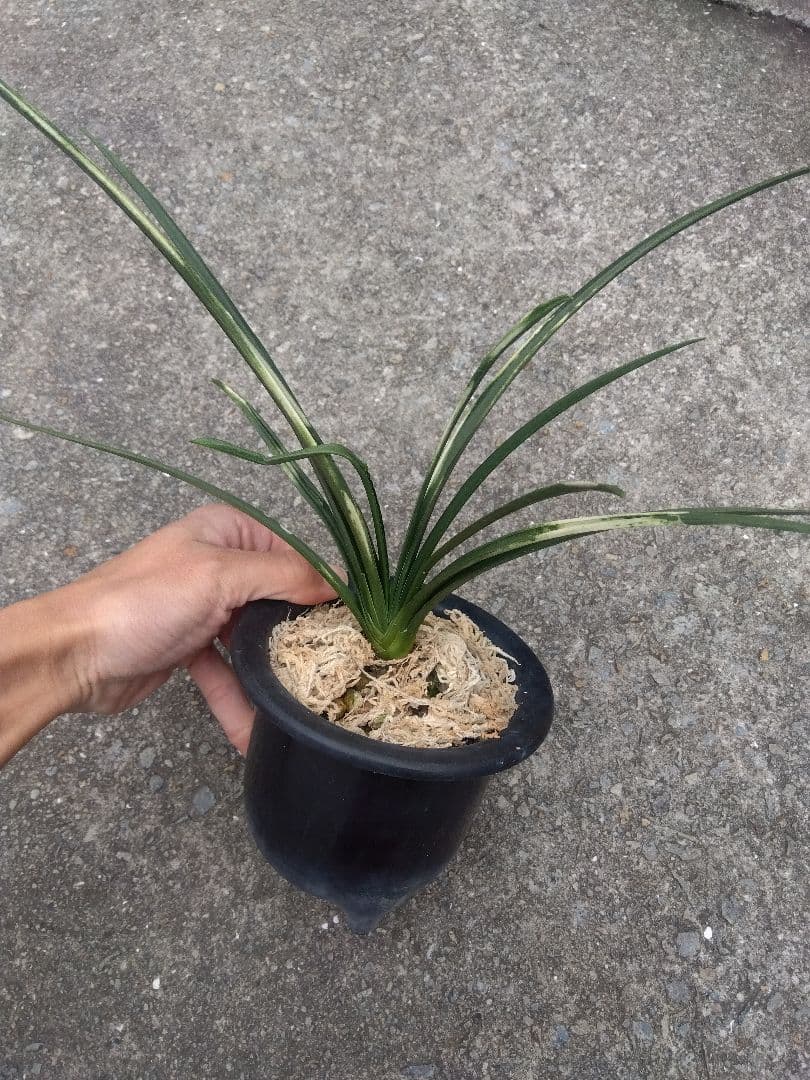 万年青　おもと　関白　斑入り　4号陶器鉢つき　⑥