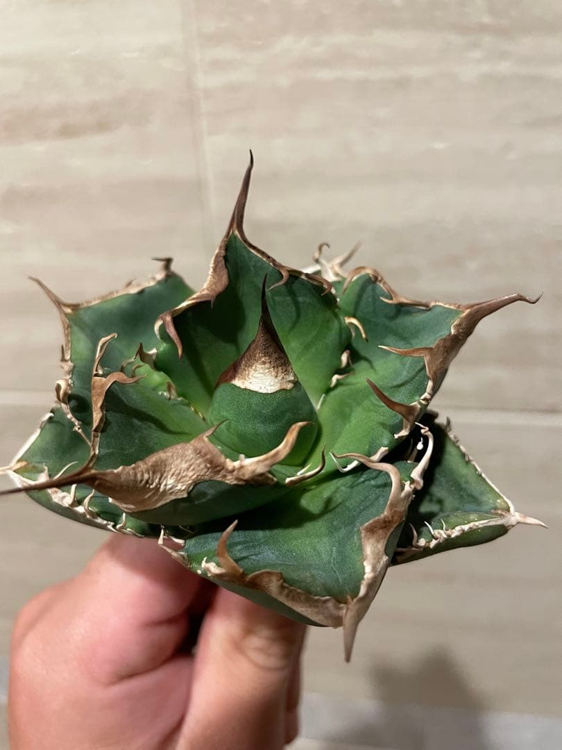 アガベ 大白鯊 雲雀