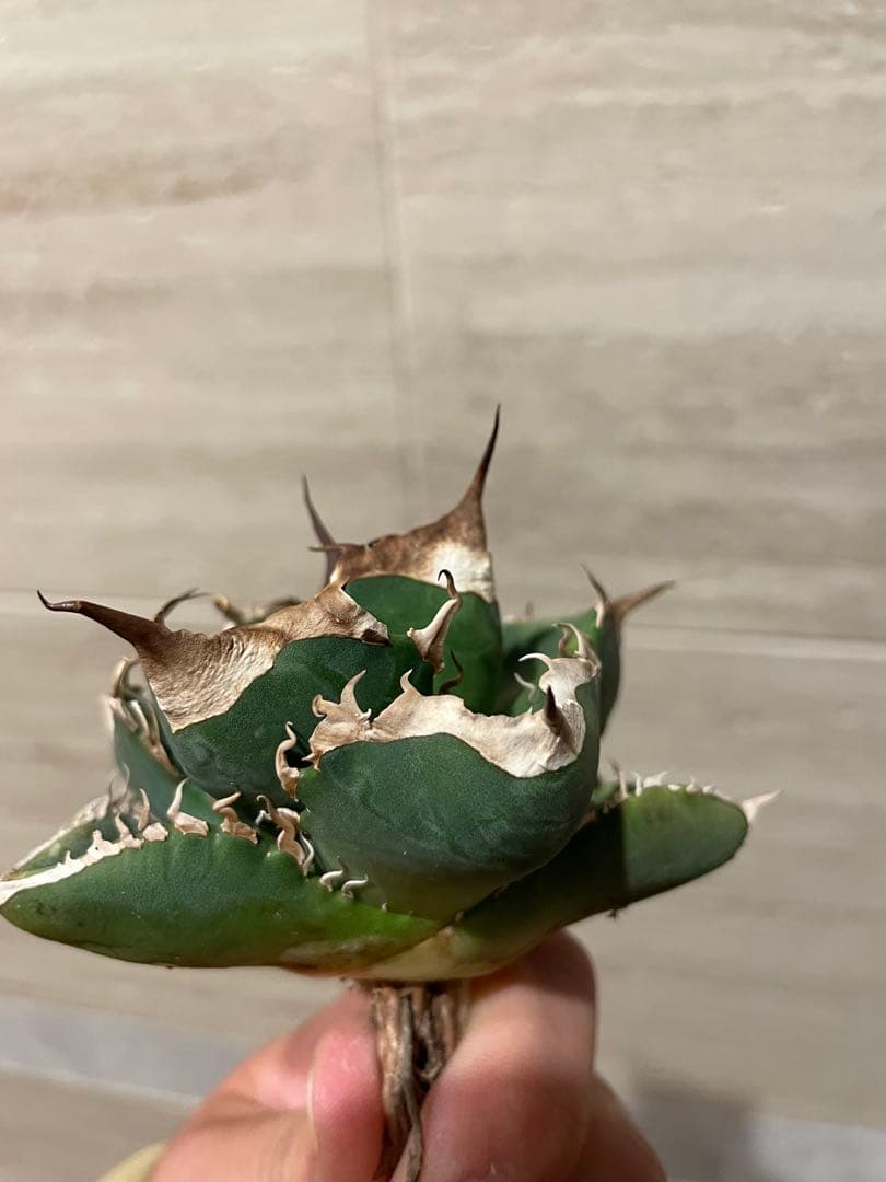 アガベ 大白鯊 雲雀