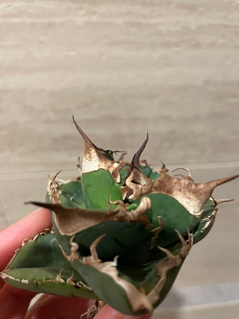 アガベ 大白鯊 雲雀