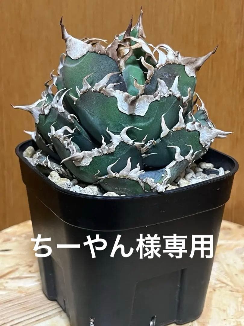 アガベ チタノタ　金剛（tc株）鉢ごと発送