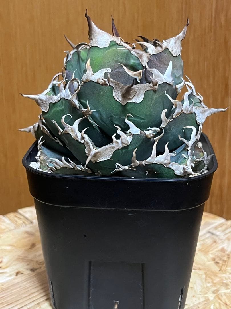 アガベ チタノタ　金剛（tc株）鉢ごと発送