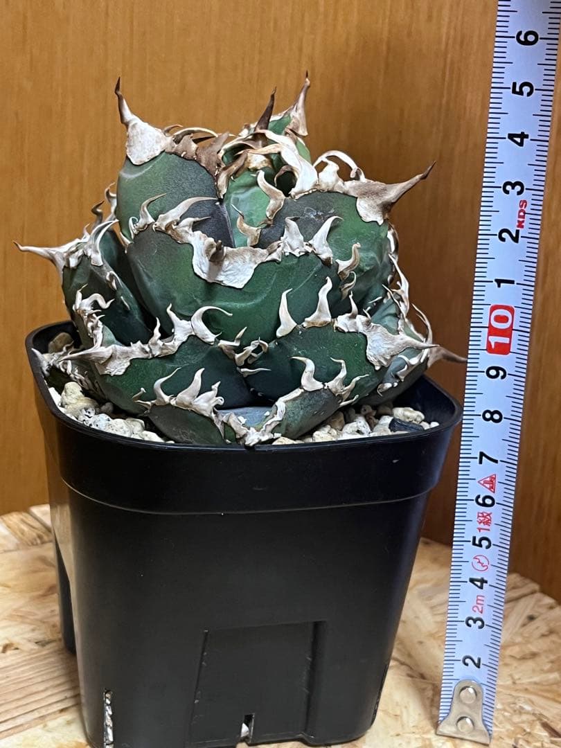 アガベ チタノタ　金剛（tc株）鉢ごと発送