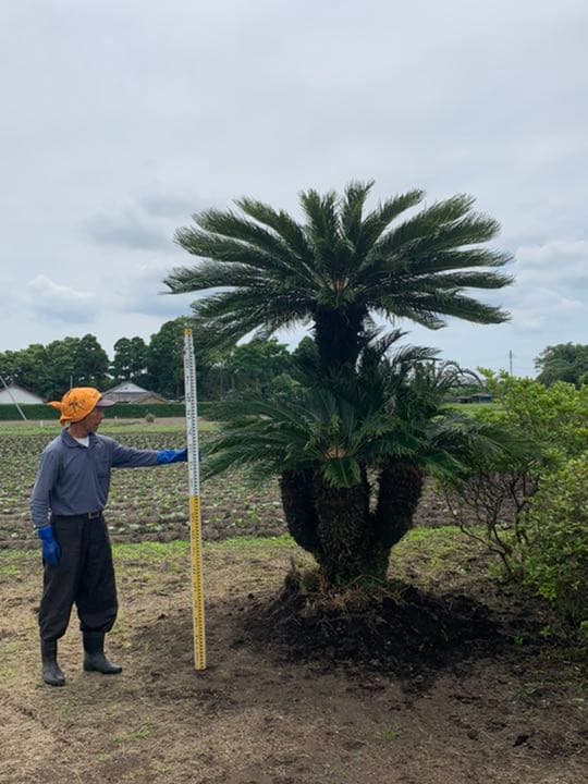 ソテツ　メス木　特大株　ドライガーデン　ロックガーデン　カルフォルニアスタイル