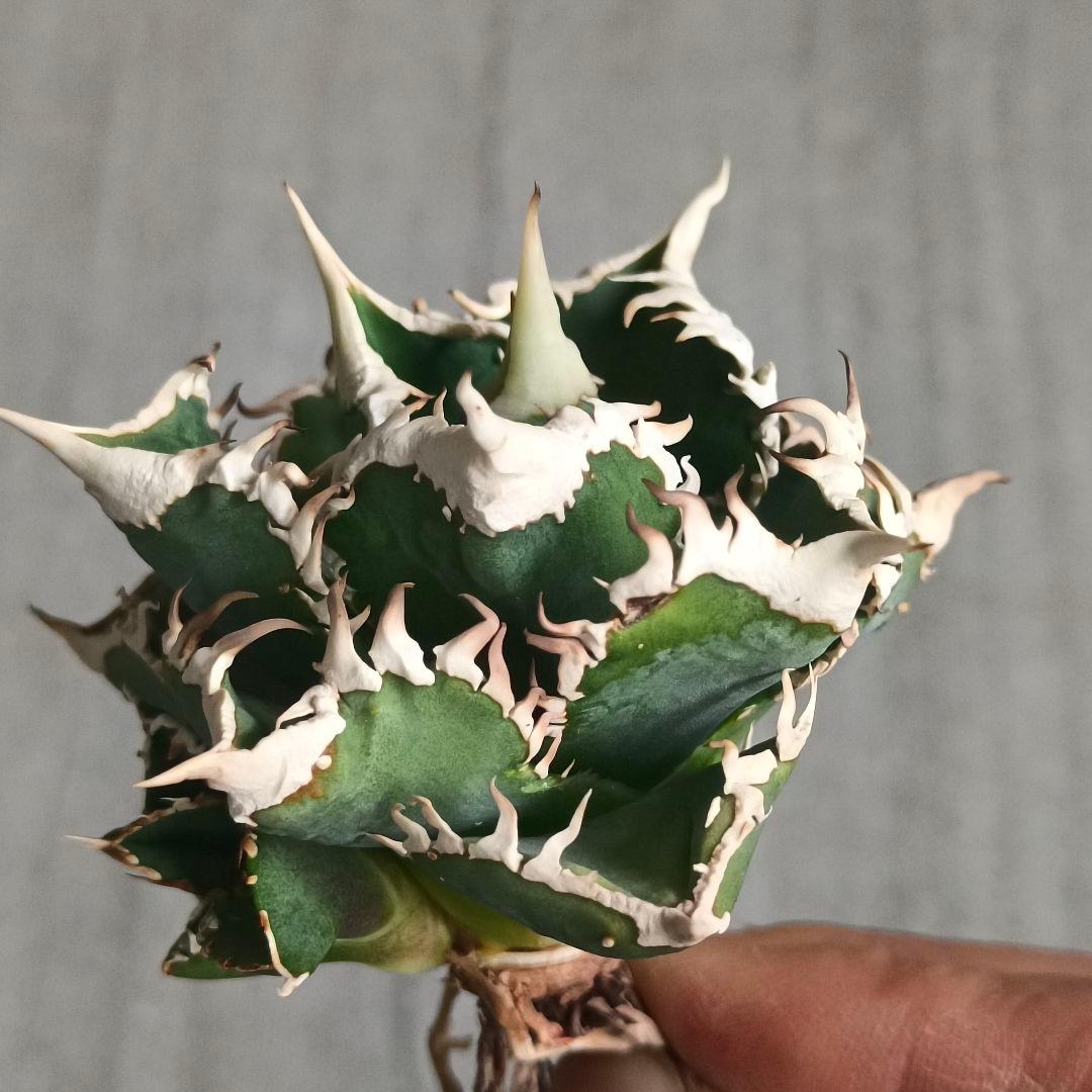 A032 特選 アガベチタノタ 大白鯊 強狂棘 極上白鋸歯 極上優良株 子株付