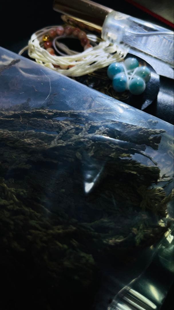 ꧁蝶よ花よ..恋桜.*ೄ ❀´-꧂