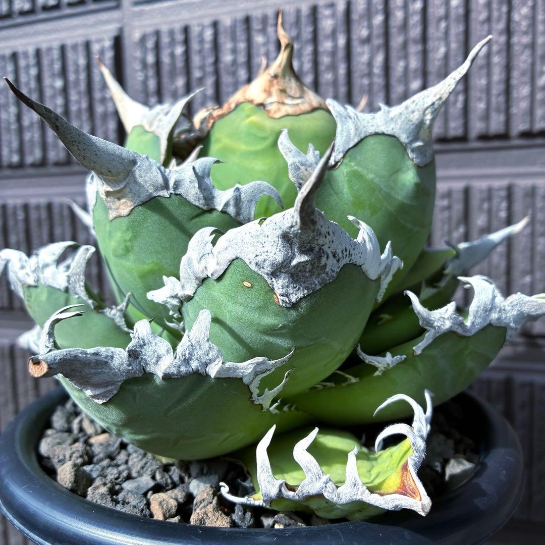 ★極上コレクション株★ アガベ　チタノタ　特選　シーザー　オテロイ　オアハカ