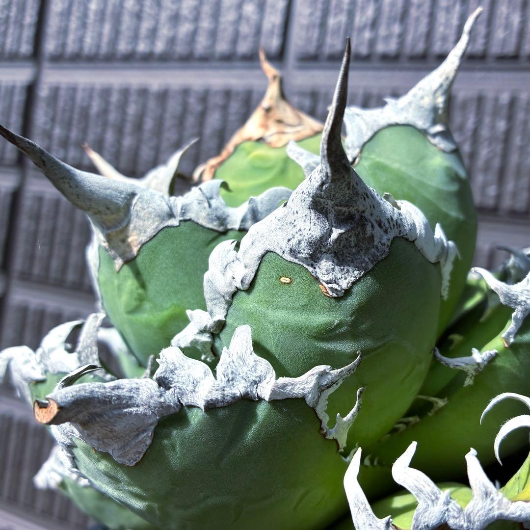 ★極上コレクション株★ アガベ　チタノタ　特選　シーザー　オテロイ　オアハカ