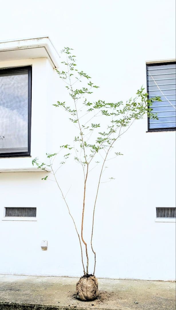 高さ2.5m。山採りアオダモ。