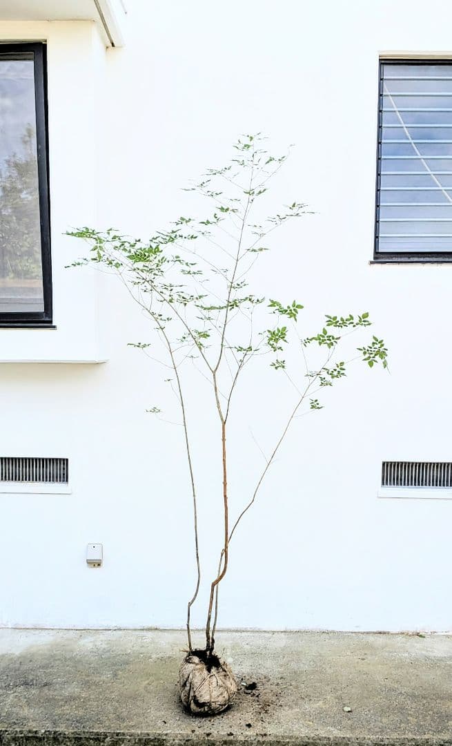 高さ2.5m。山採りアオダモ。