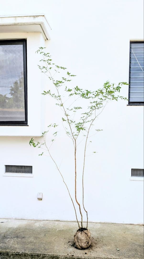 高さ2.5m。山採りアオダモ。