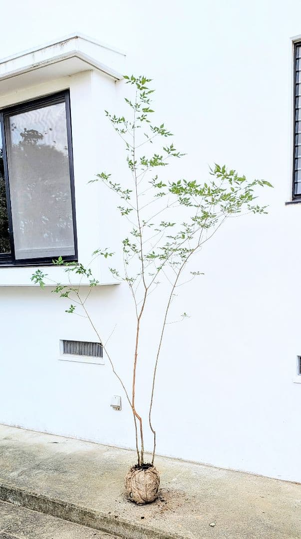 高さ2.5m。山採りアオダモ。