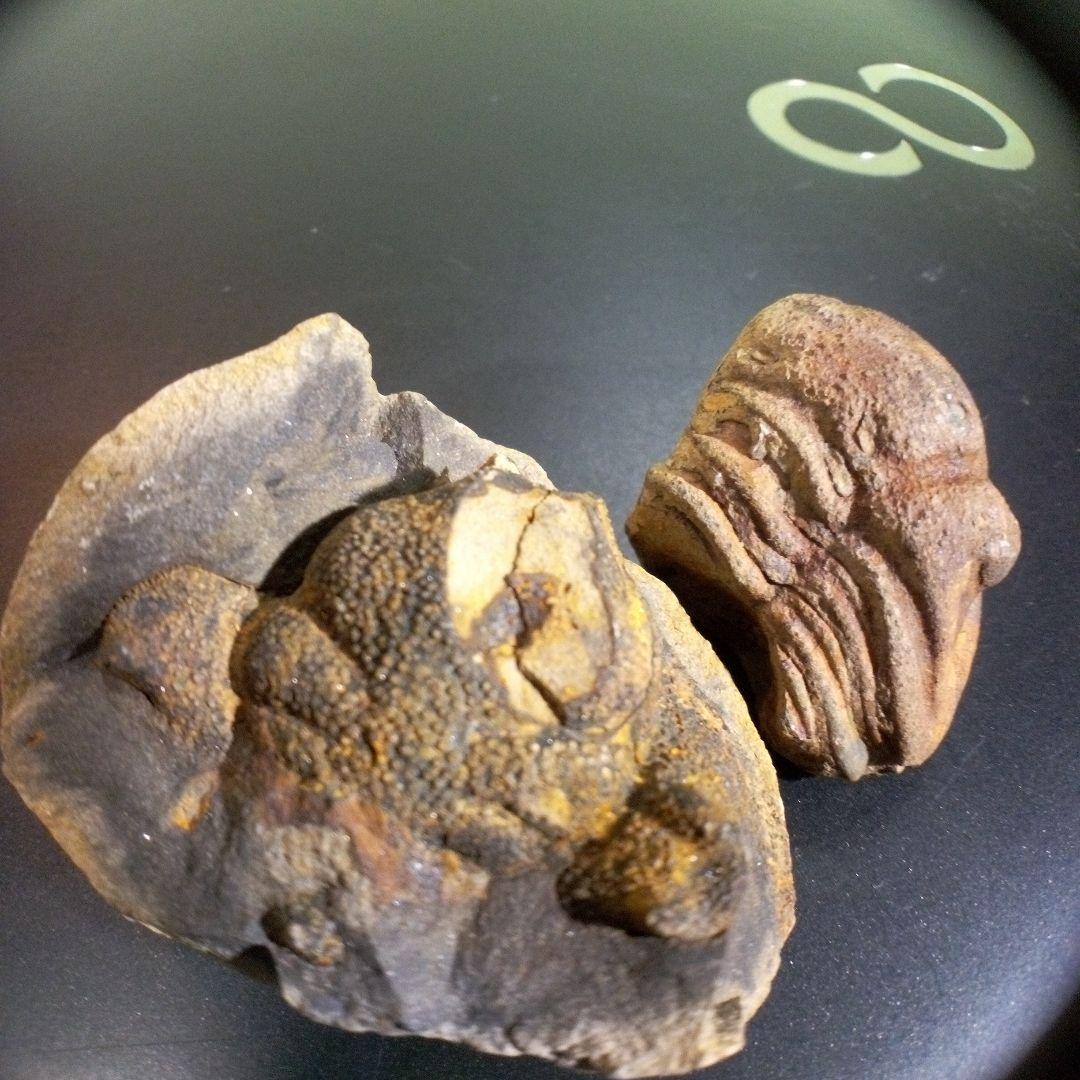 三葉虫　化石　fossil　ボリビア産　レア　Fossil判別⑩　２個セット