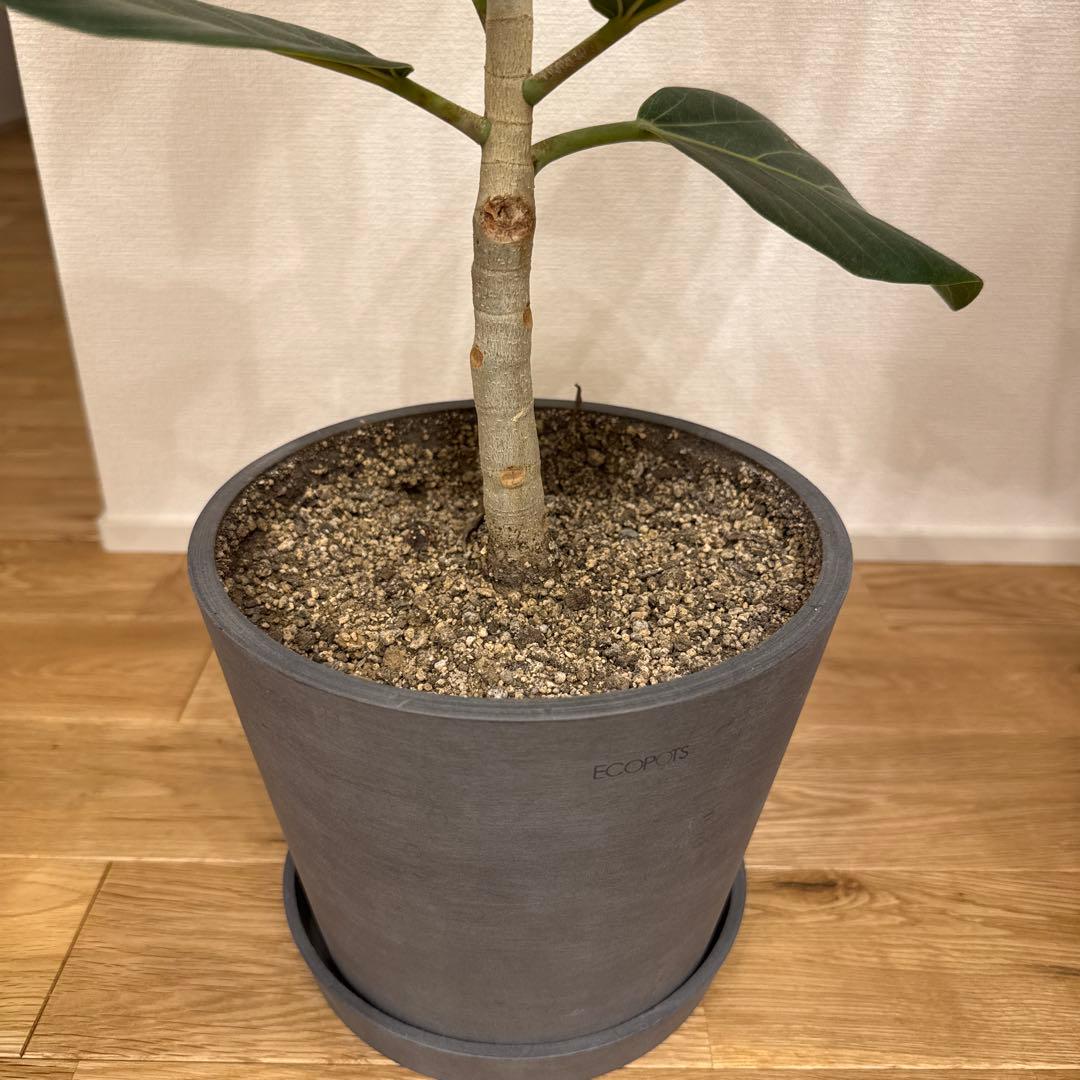 フィカスベンガレンシス