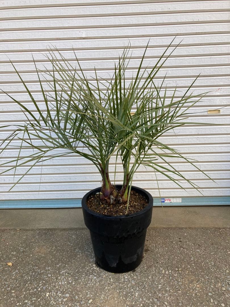 【直接手渡し茨城県】ココスヤシ（２本立）