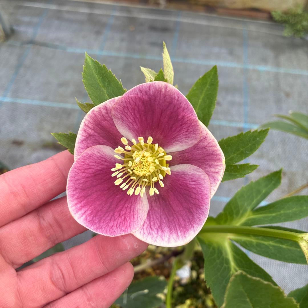 クリスマスローズ　リバーシブル　７寸