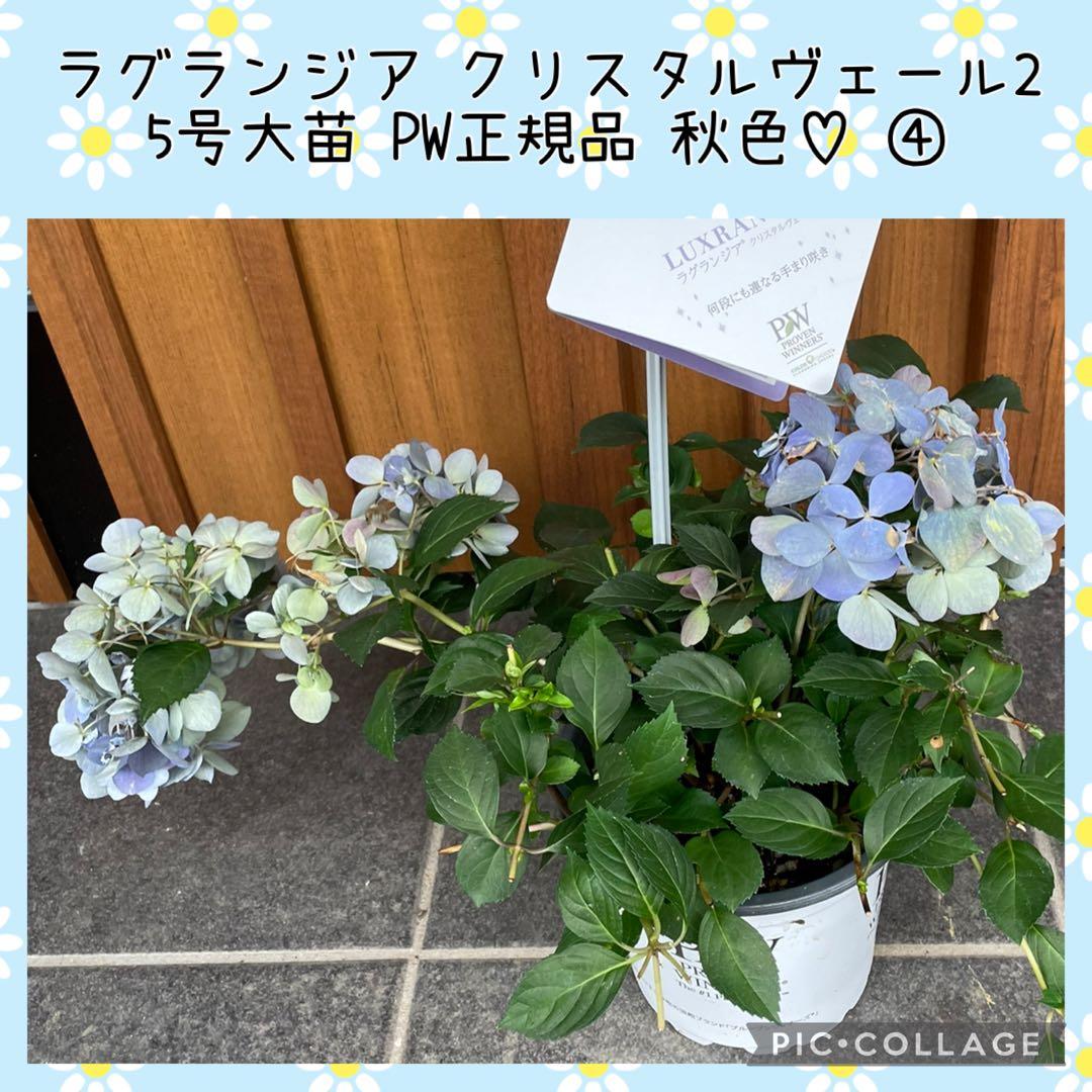 【花苗】5号大苗 PW 正規品 ラグランジア クリスタルヴェール2　現品発送　④
