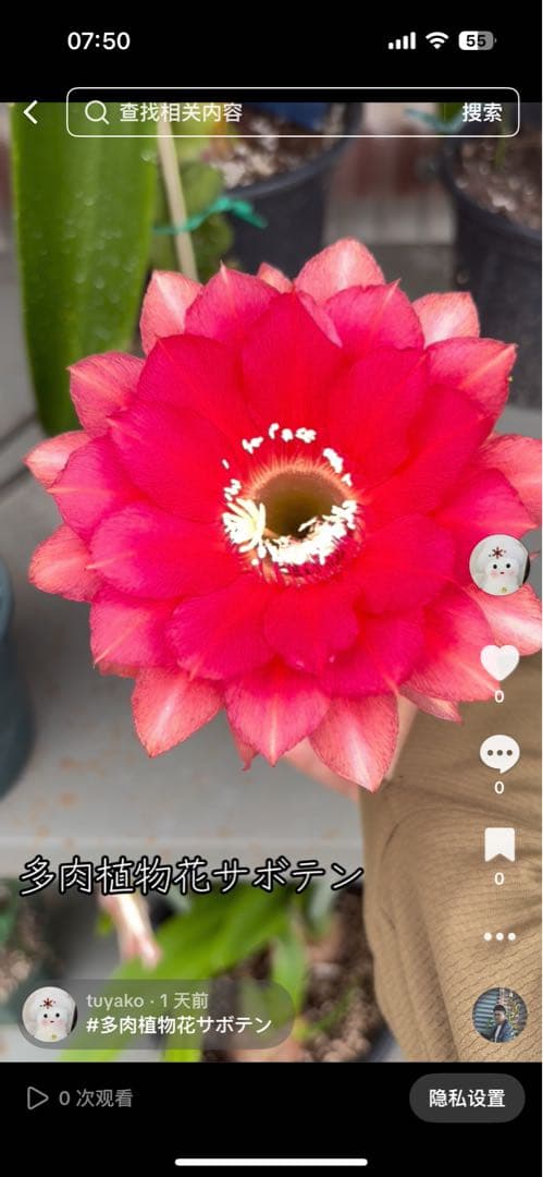 【現品.つぼみ付き】多肉植物　花サボテン　0206