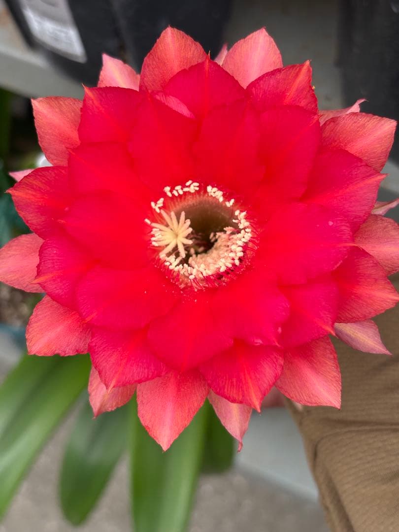 【現品.つぼみ付き】多肉植物　花サボテン　0206