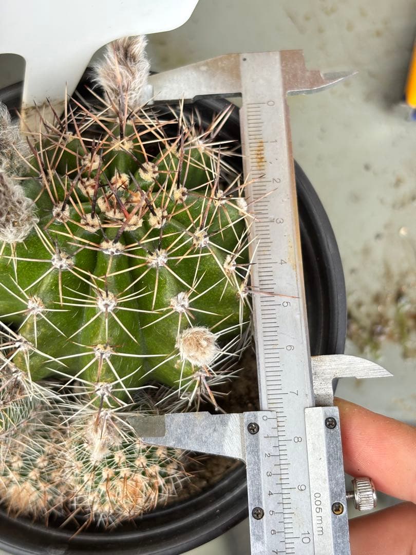 【現品.つぼみ付き】多肉植物　花サボテン　0206