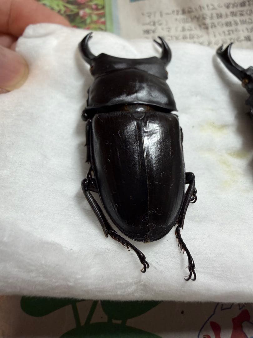 三重県産オオクワガタ♂70mm↑野外品