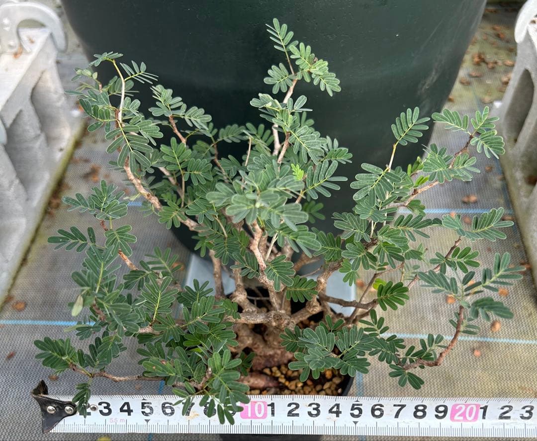 センナ　メリディオナリス　超美株