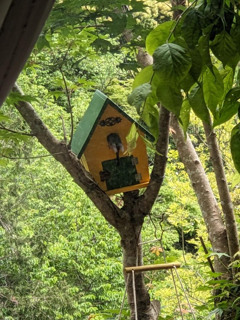 鳥の巣箱写真