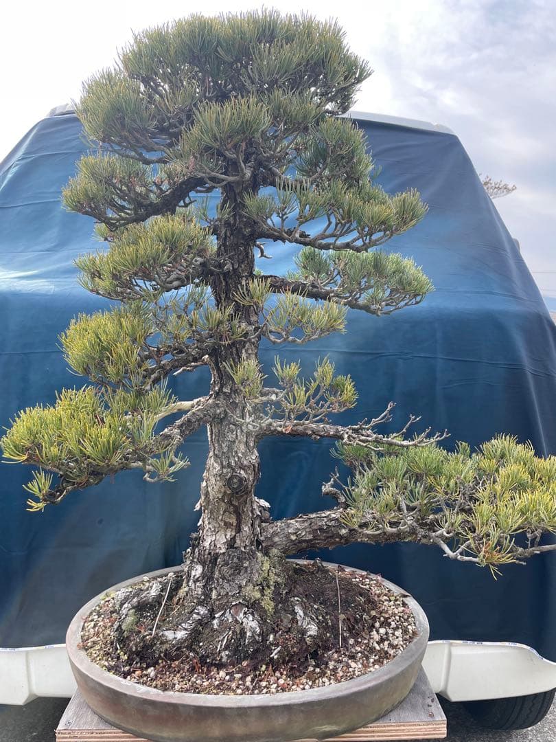 【五葉松】盆栽　黒松　赤松　真柏　大品