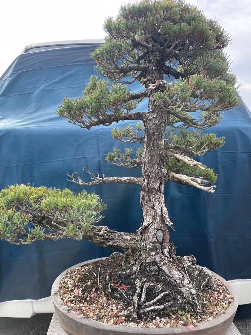 【五葉松】盆栽　黒松　赤松　真柏　大品