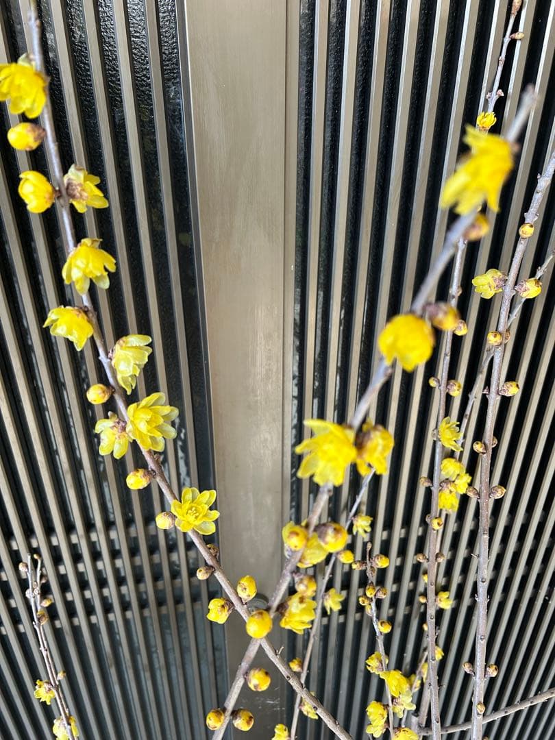 まさに旬　ロウバイ　蝋梅　花いっぱいの特大株 注意事項確認ください。