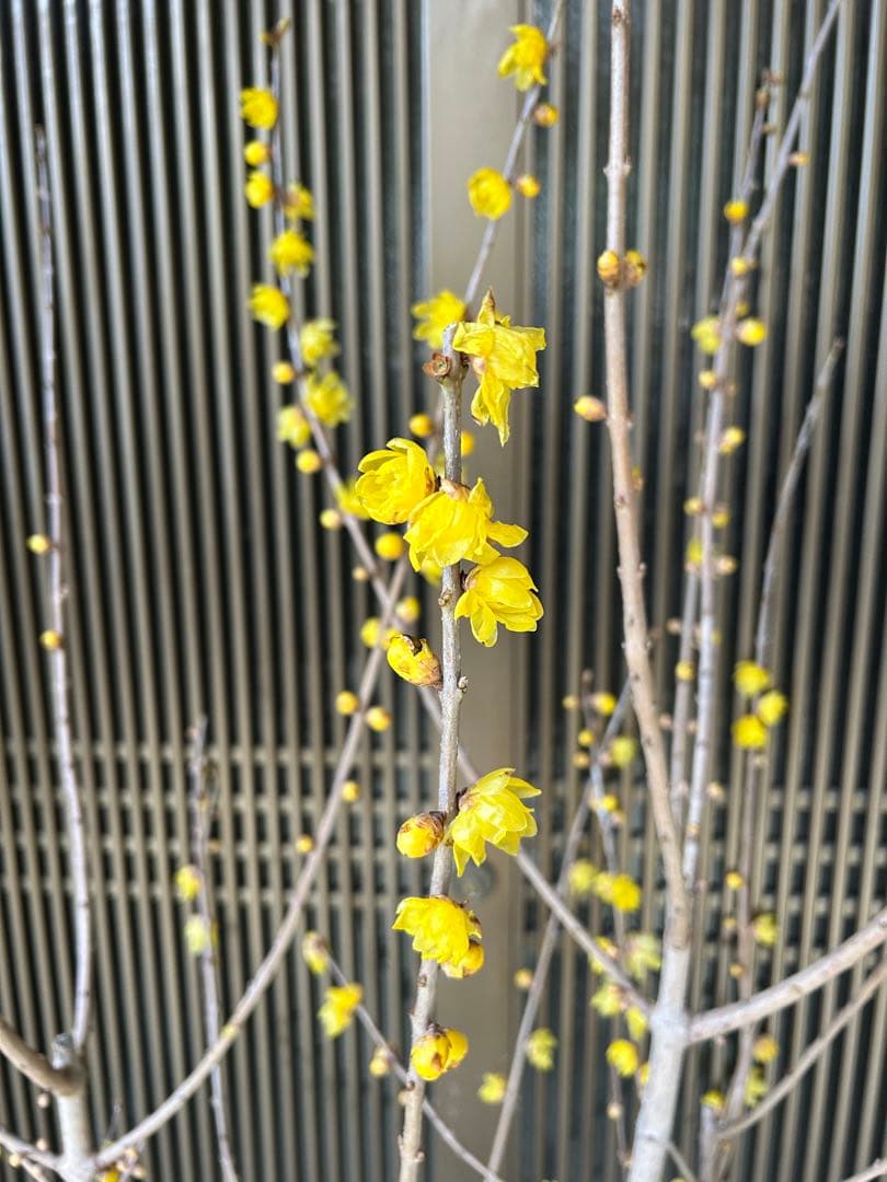 まさに旬　ロウバイ　蝋梅　花いっぱいの特大株 注意事項確認ください。