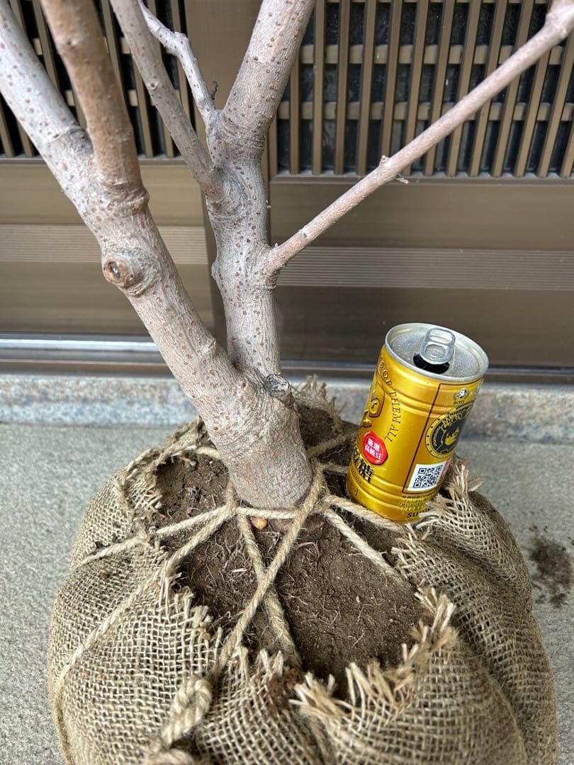 まさに旬　ロウバイ　蝋梅　花いっぱいの特大株 注意事項確認ください。