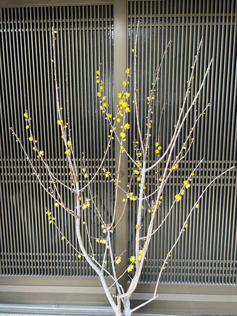 まさに旬　ロウバイ　蝋梅　花いっぱいの特大株 注意事項確認ください。