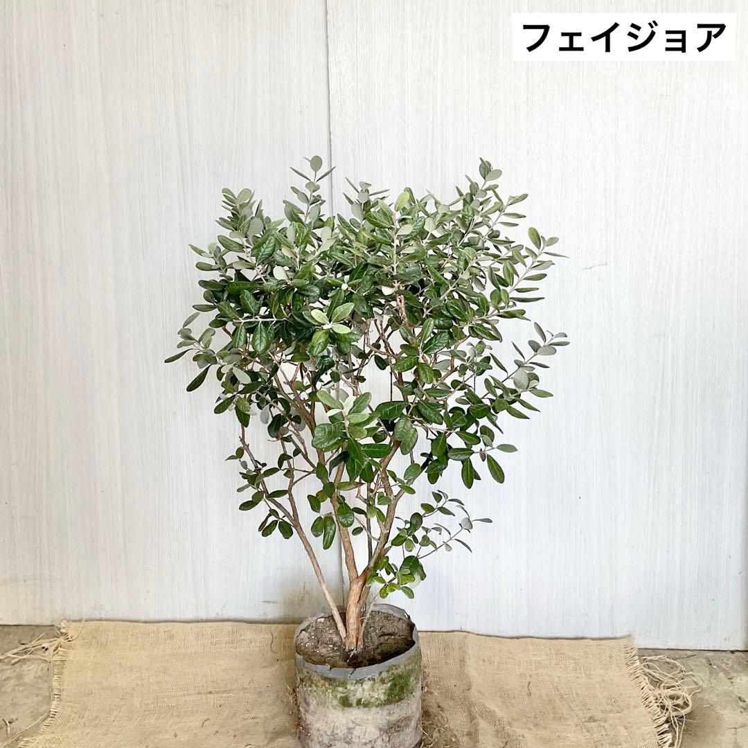 フェイジョア/ 64