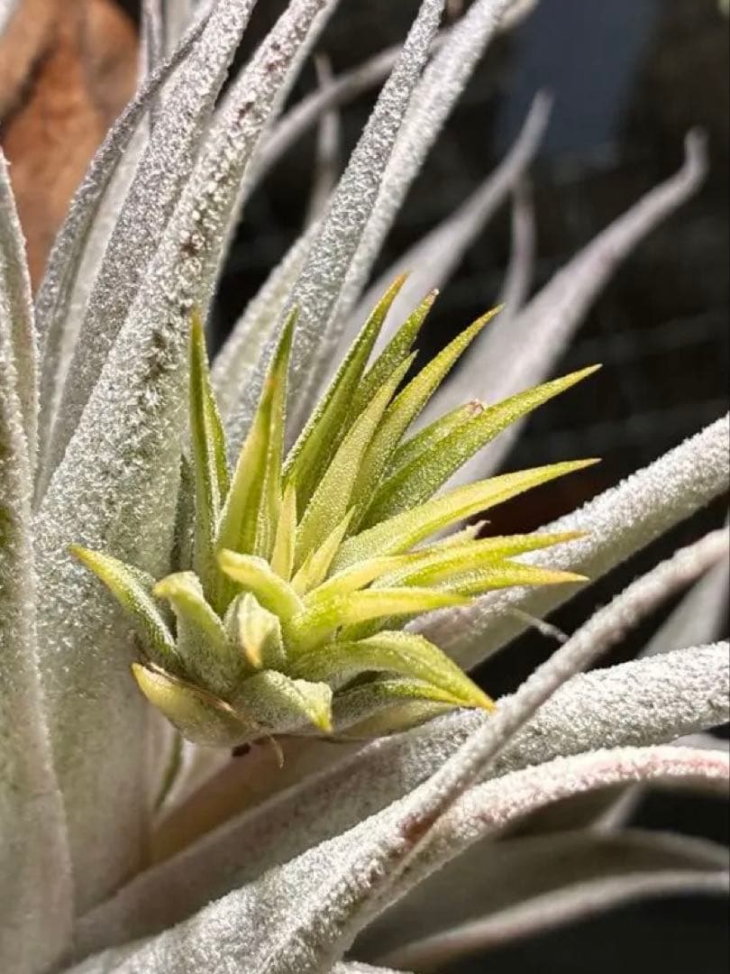 T. ionantha ‘Medio-Picta' T'S TROPICALS