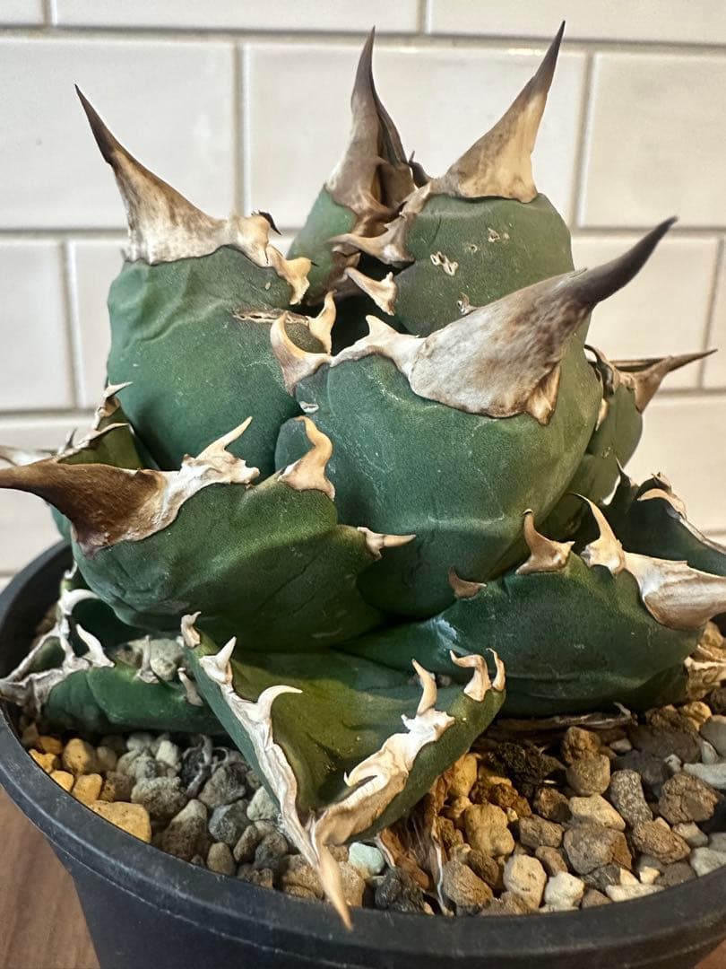 アガベ　ホワイトファイヤー　中株