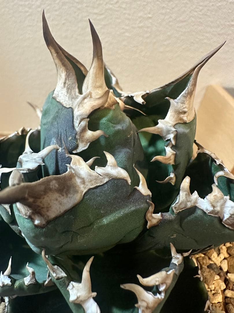 アガベ　ホワイトファイヤー　中株