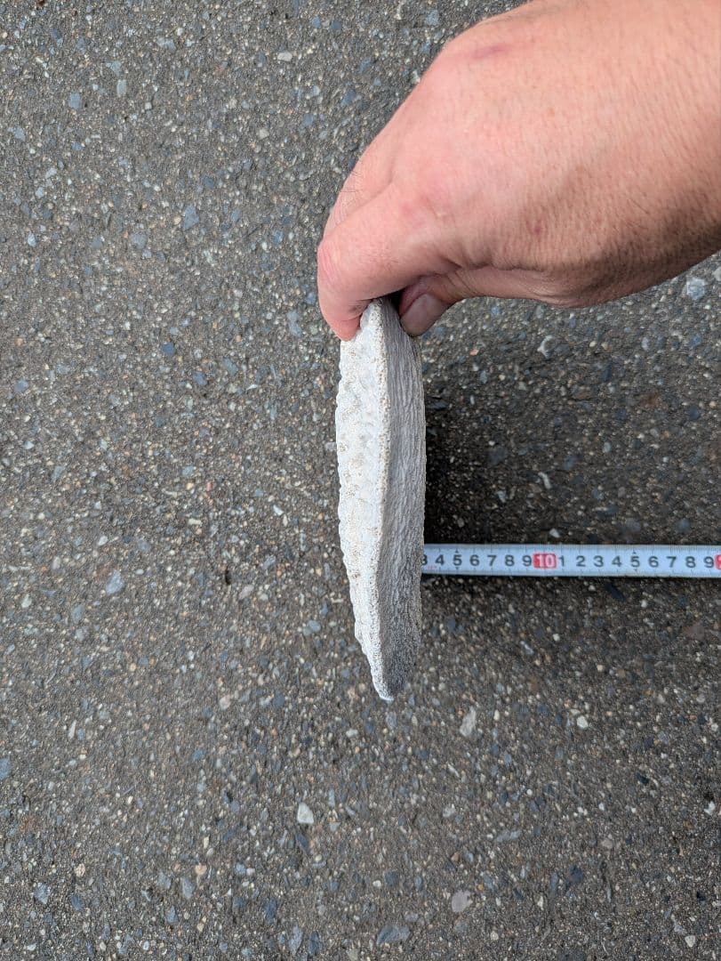 クジラの骨？　海で拾った骨