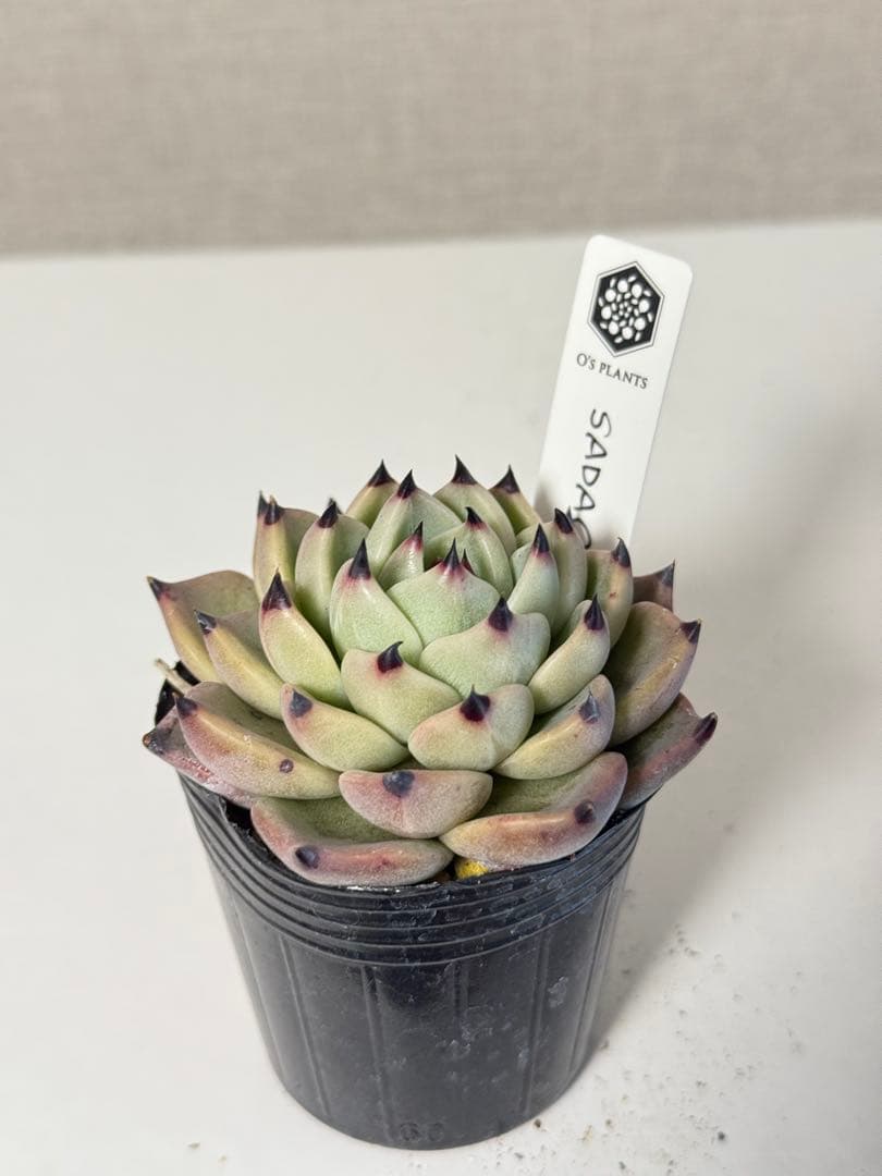 オーズプランツ苗 SADAO-1