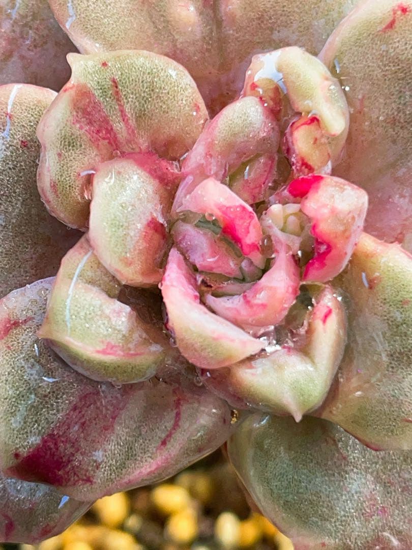 ラブリーローズ錦　赤斑入り　多肉植物　エケベリア　虹斑入り色斑入りも販売中