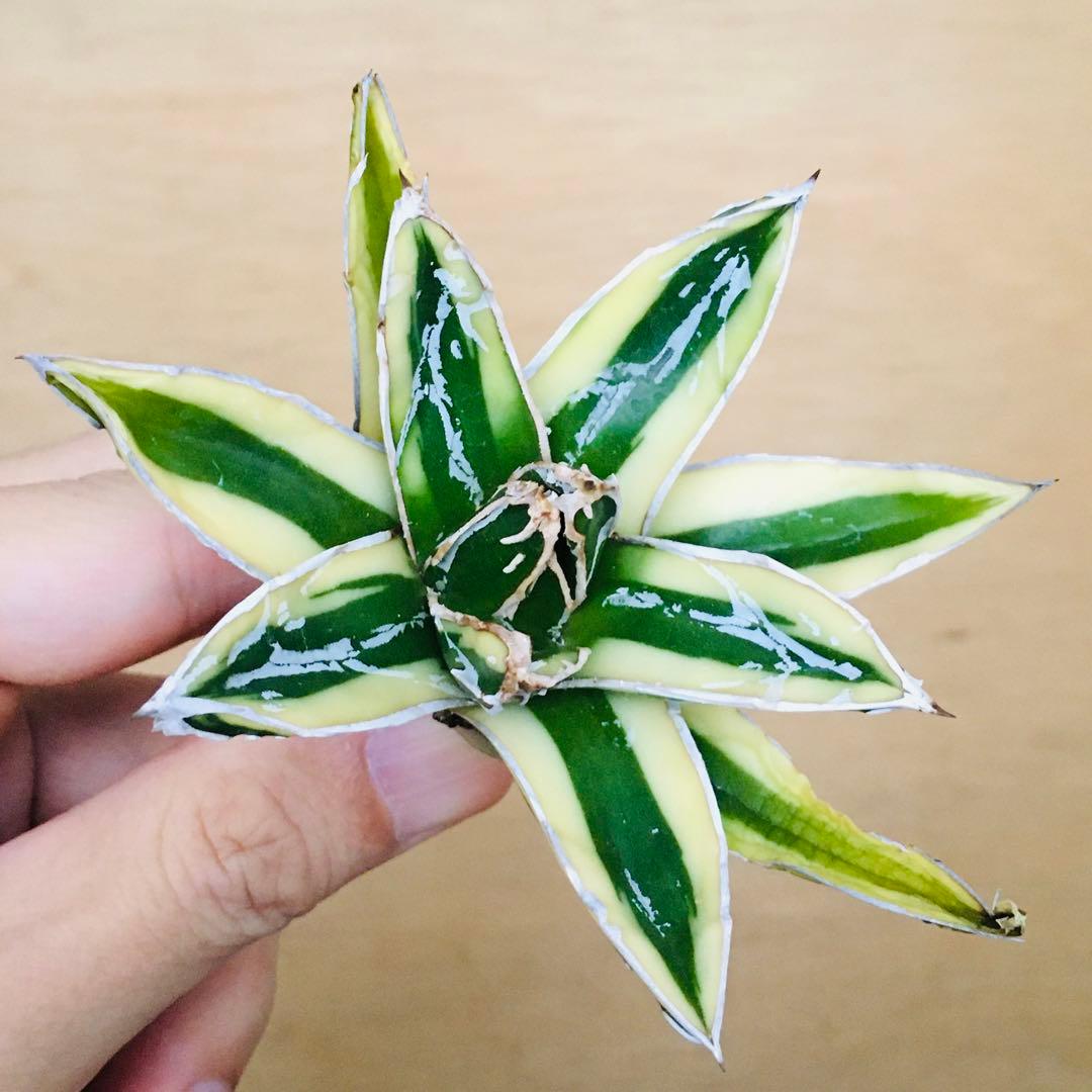【稀少】7 笹の雪錦 クリーム覆輪斑 短葉 TC株 アガベ ビクトリアレジーナ