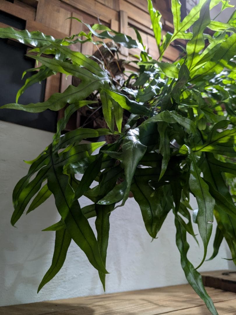 ミクロソリウム ディべルシフォリウム『カンガルーファーン』〈レア・人気・流木付〉